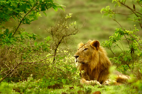 Gir-National-Park